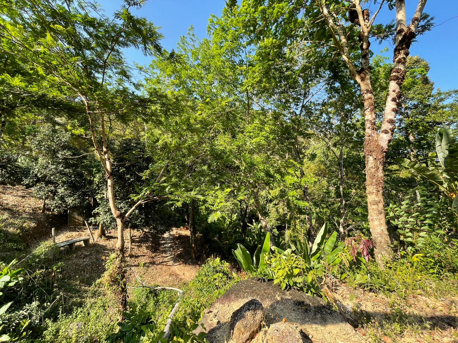 Big Land Plot For Sale In Cherngtalay ID: LFS-005