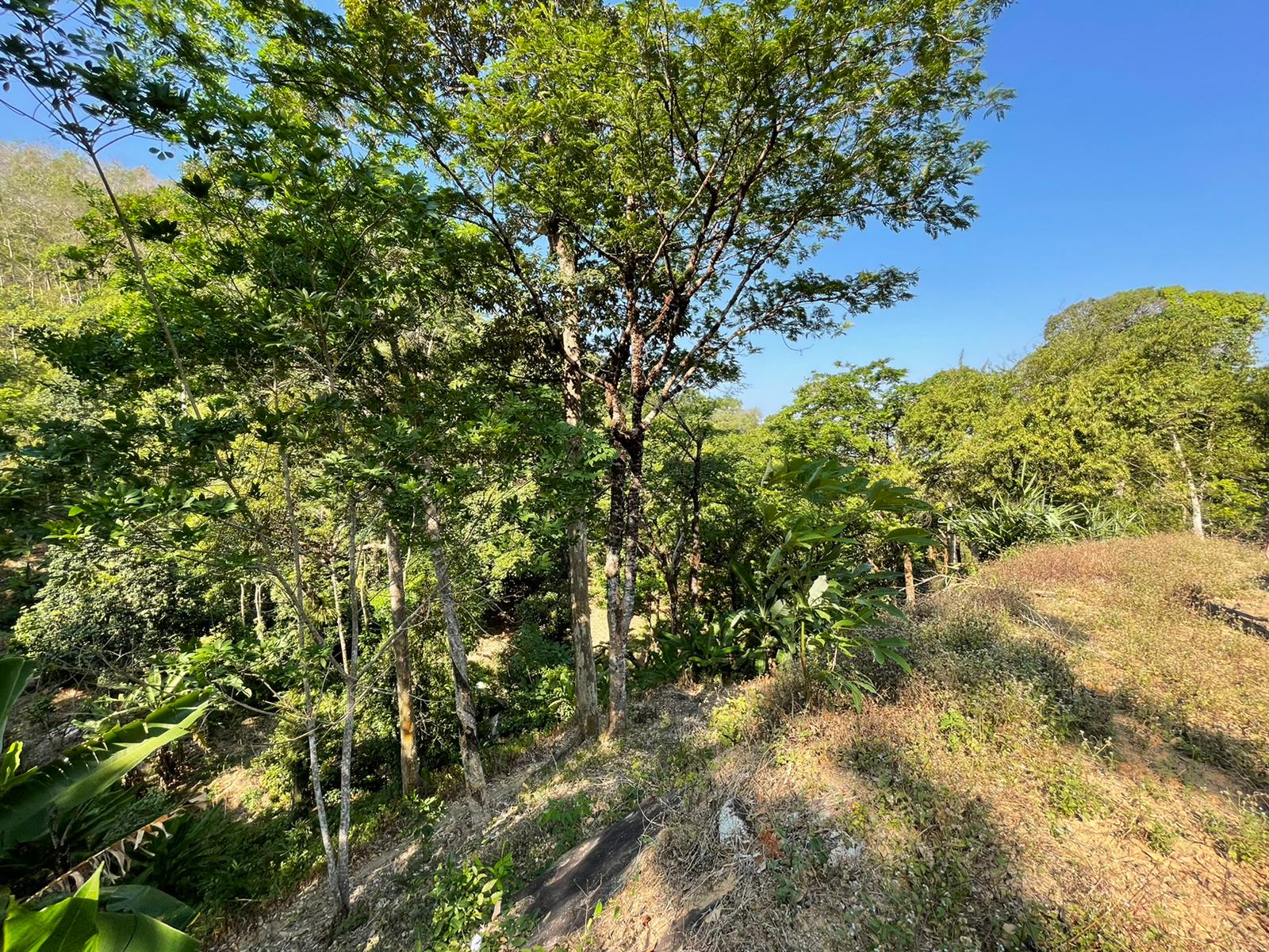 Big Land Plot For Sale In Cherngtalay ID: LFS-005