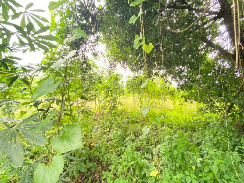 Land near the village project Sriracha-Surasak District