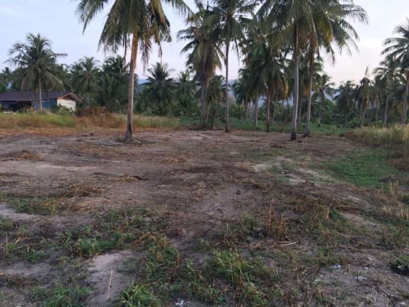Land next to the road, shady atmosphere Chonburi-Sriracha