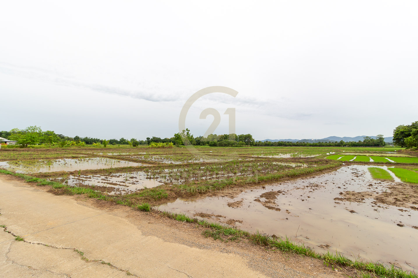 Land for SALE in Doi Saket